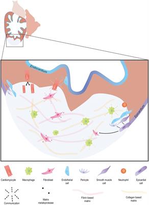 The multifaceted nature of endogenous cardiac regeneration